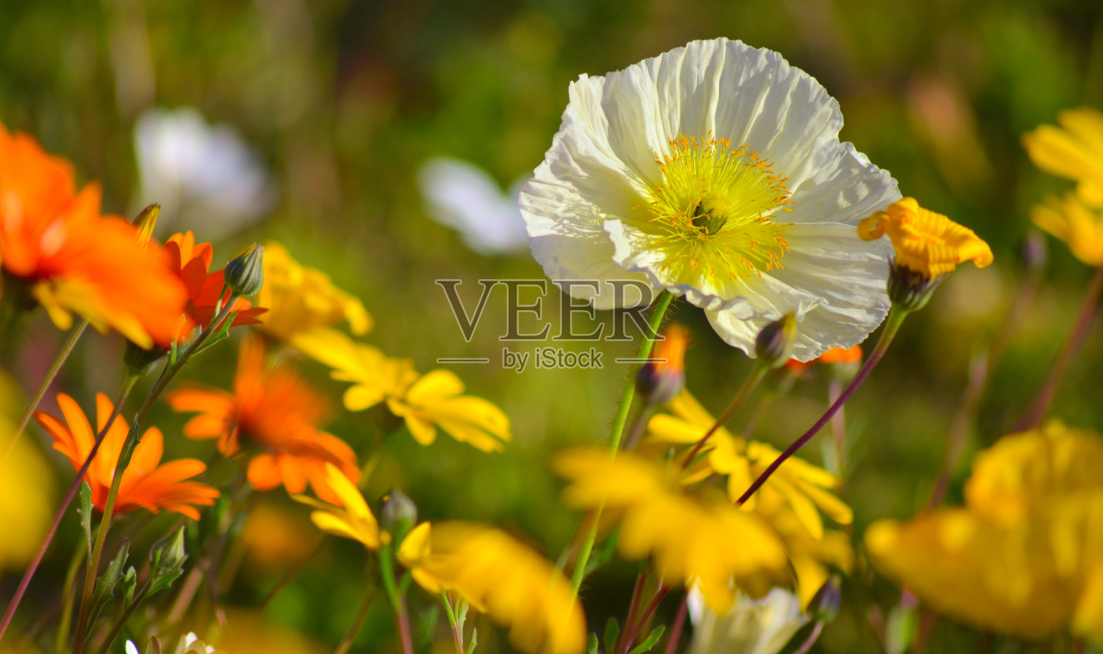 罂粟和雏菊照片摄影图片
