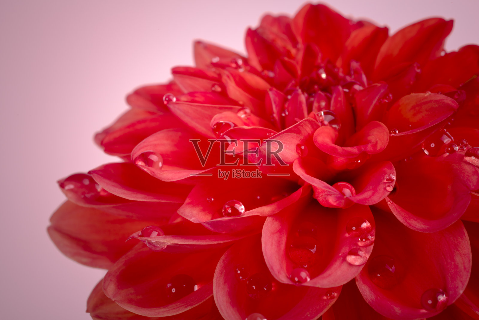 大丽花宏照片摄影图片