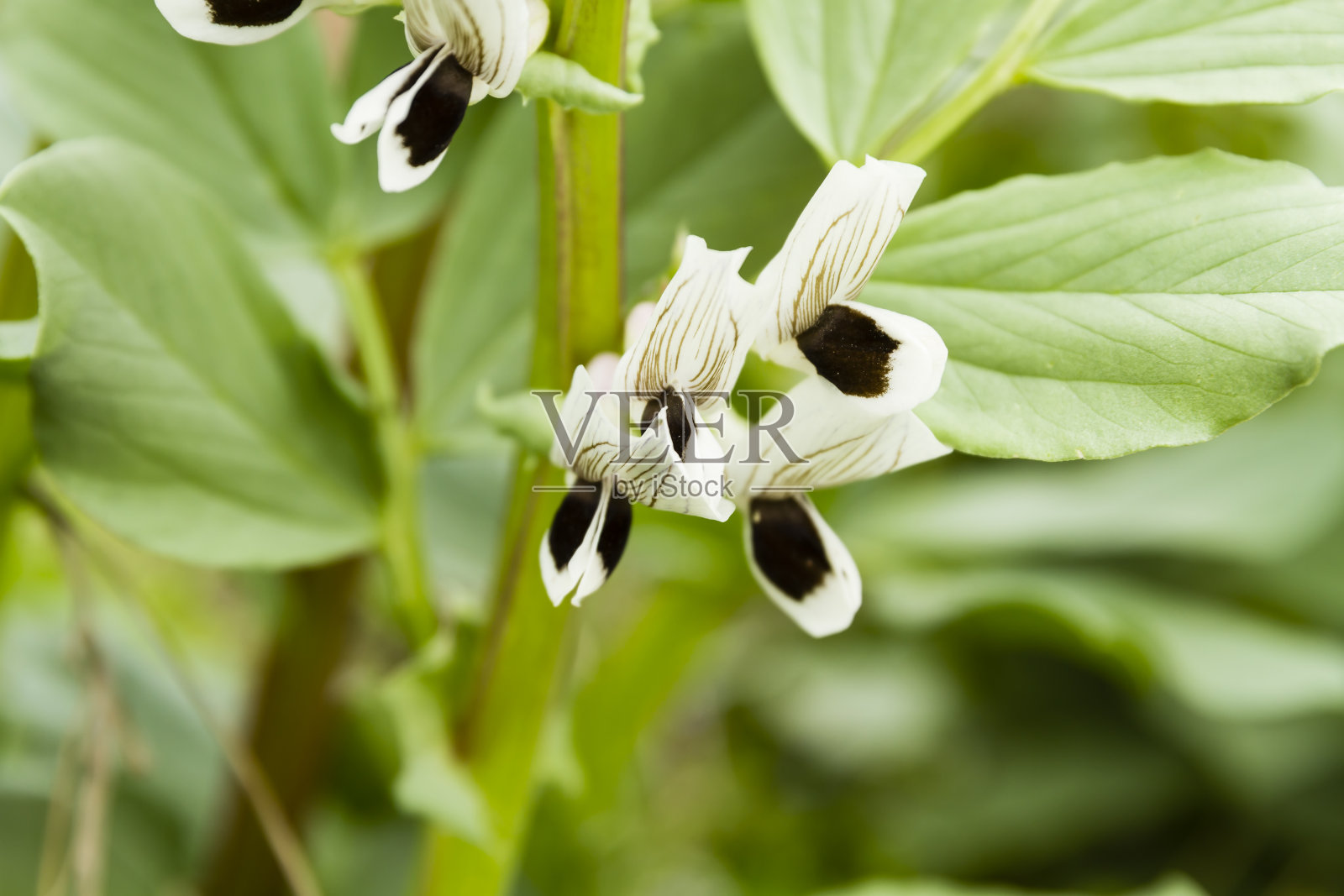 蚕豆开花照片摄影图片