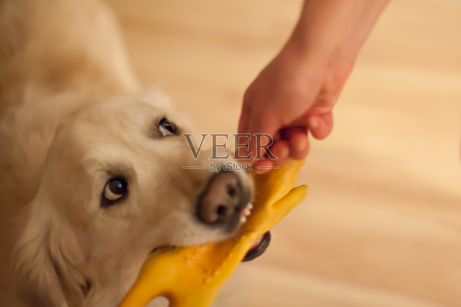 狗在玩玩具照片摄影图片