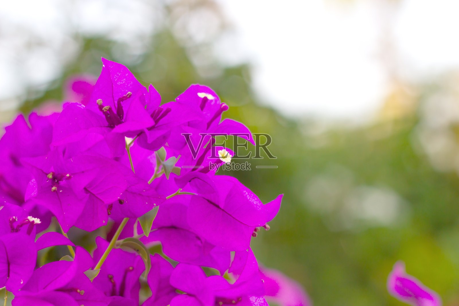 紫九重葛开花照片摄影图片