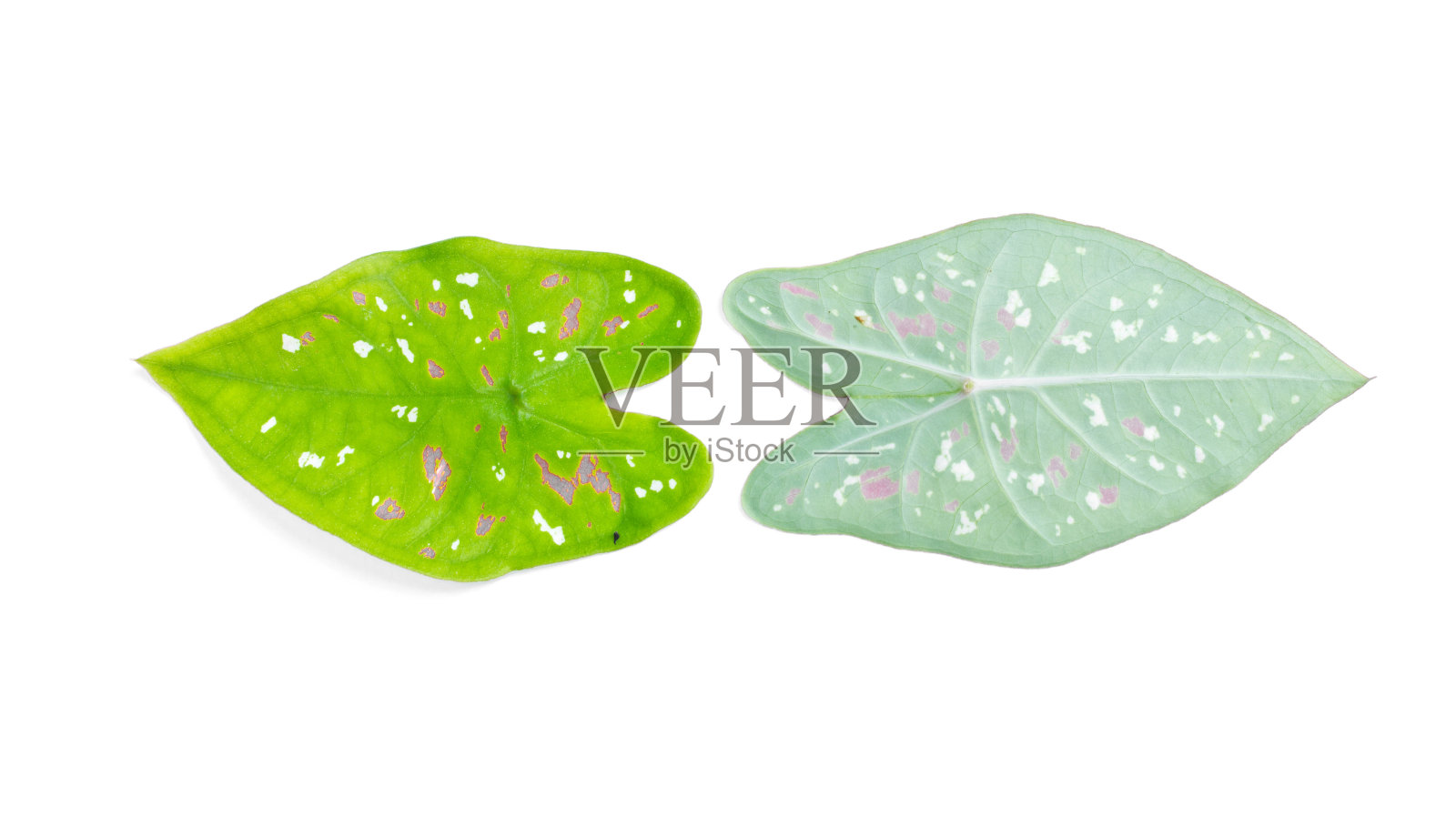 钙矾的前和后叶双色。照片摄影图片