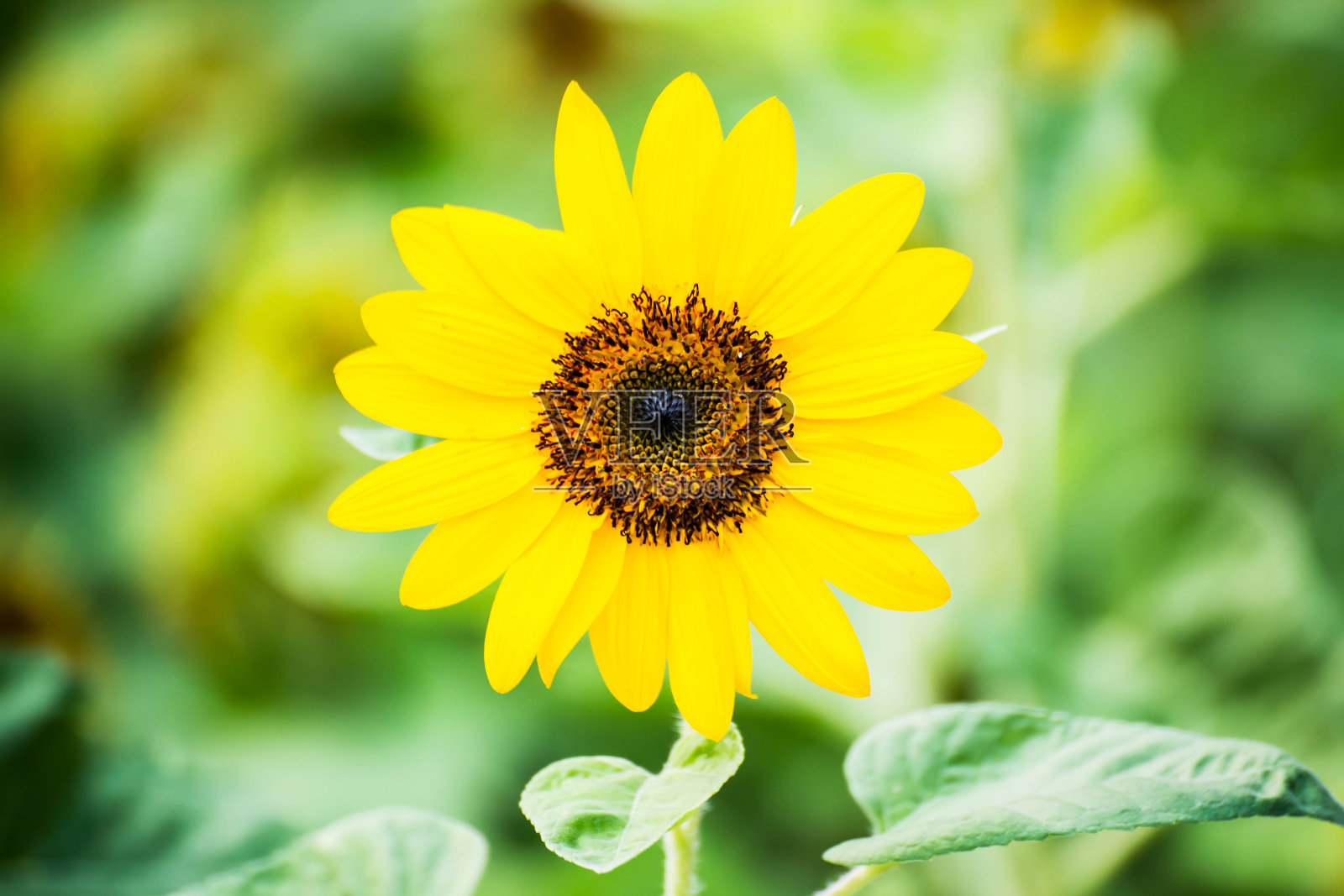 向日葵照片摄影图片