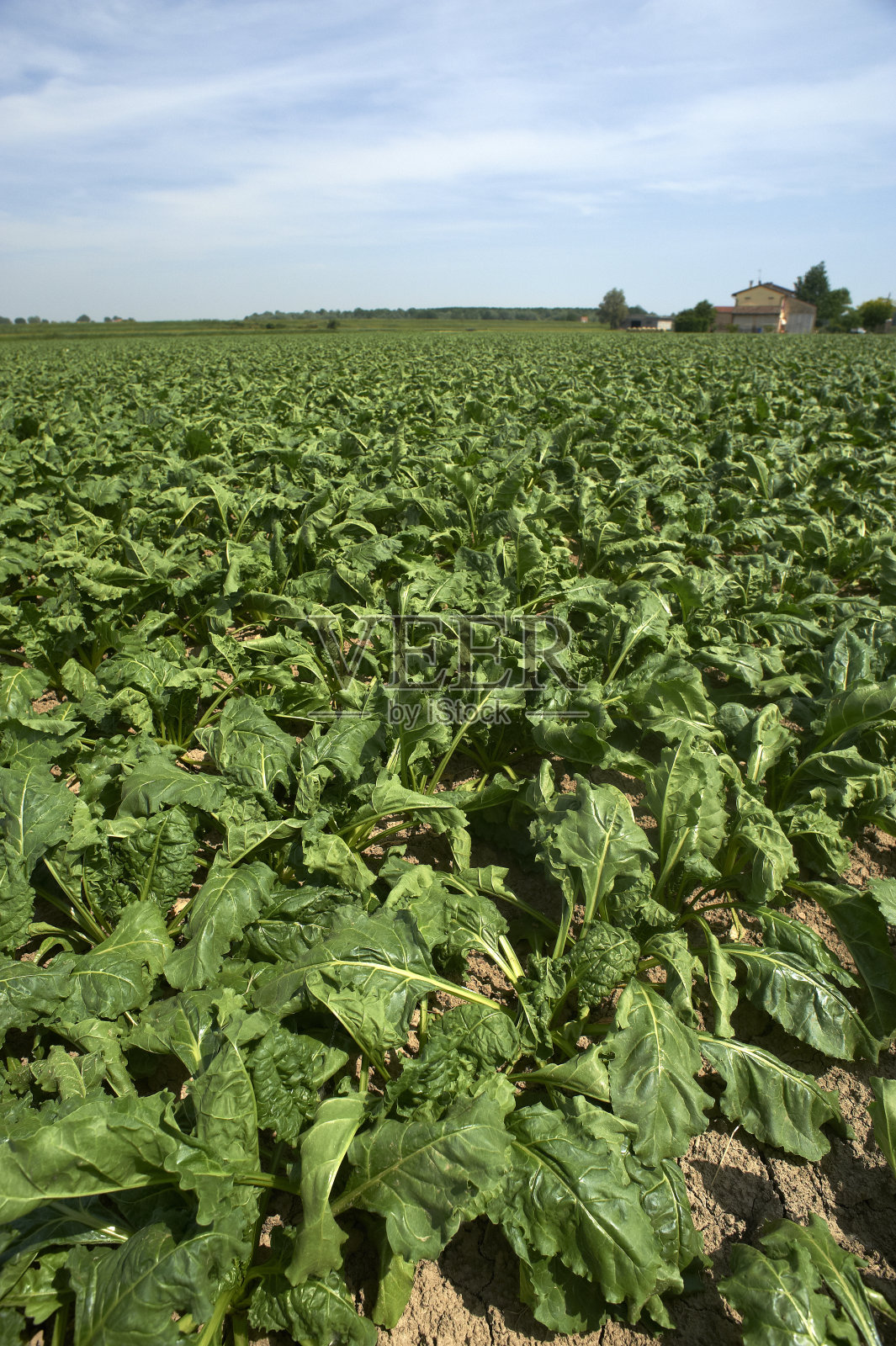 菠菜照片摄影图片