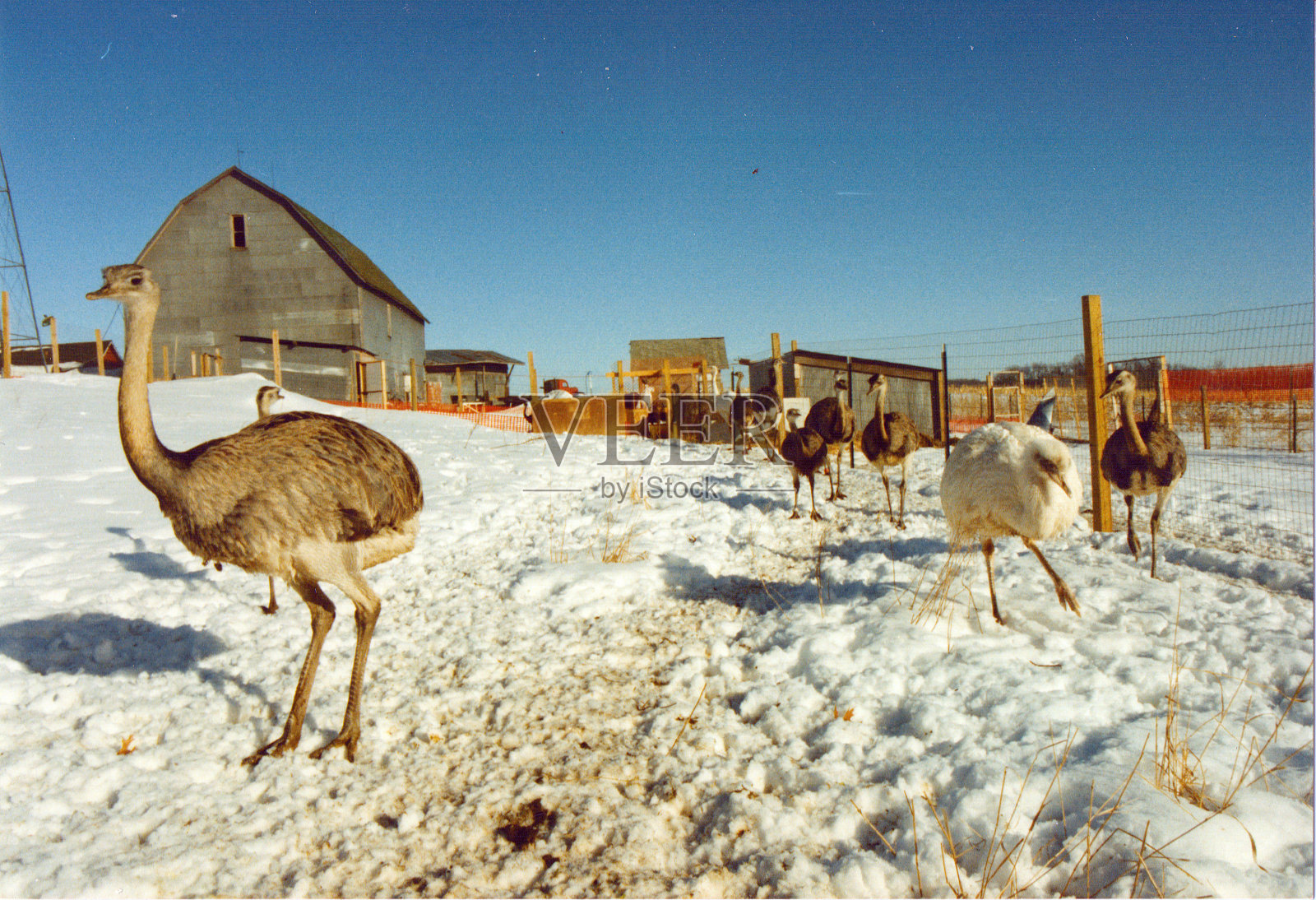 喂养照片摄影图片