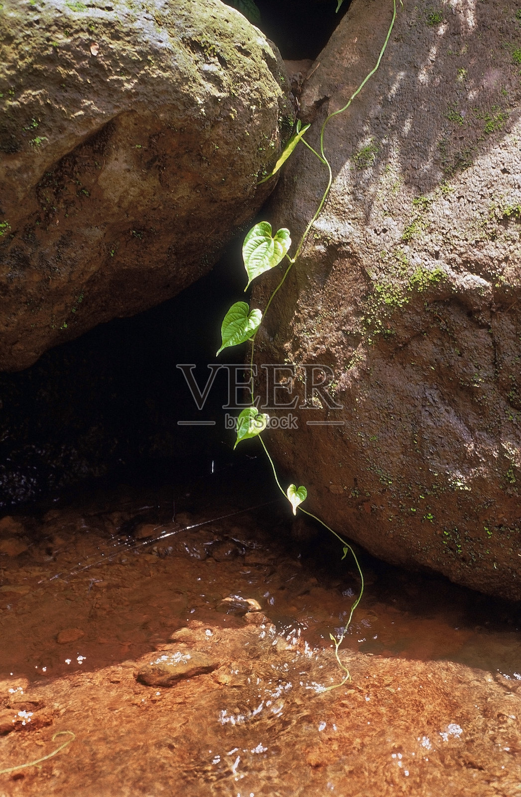 爬行植物照片摄影图片