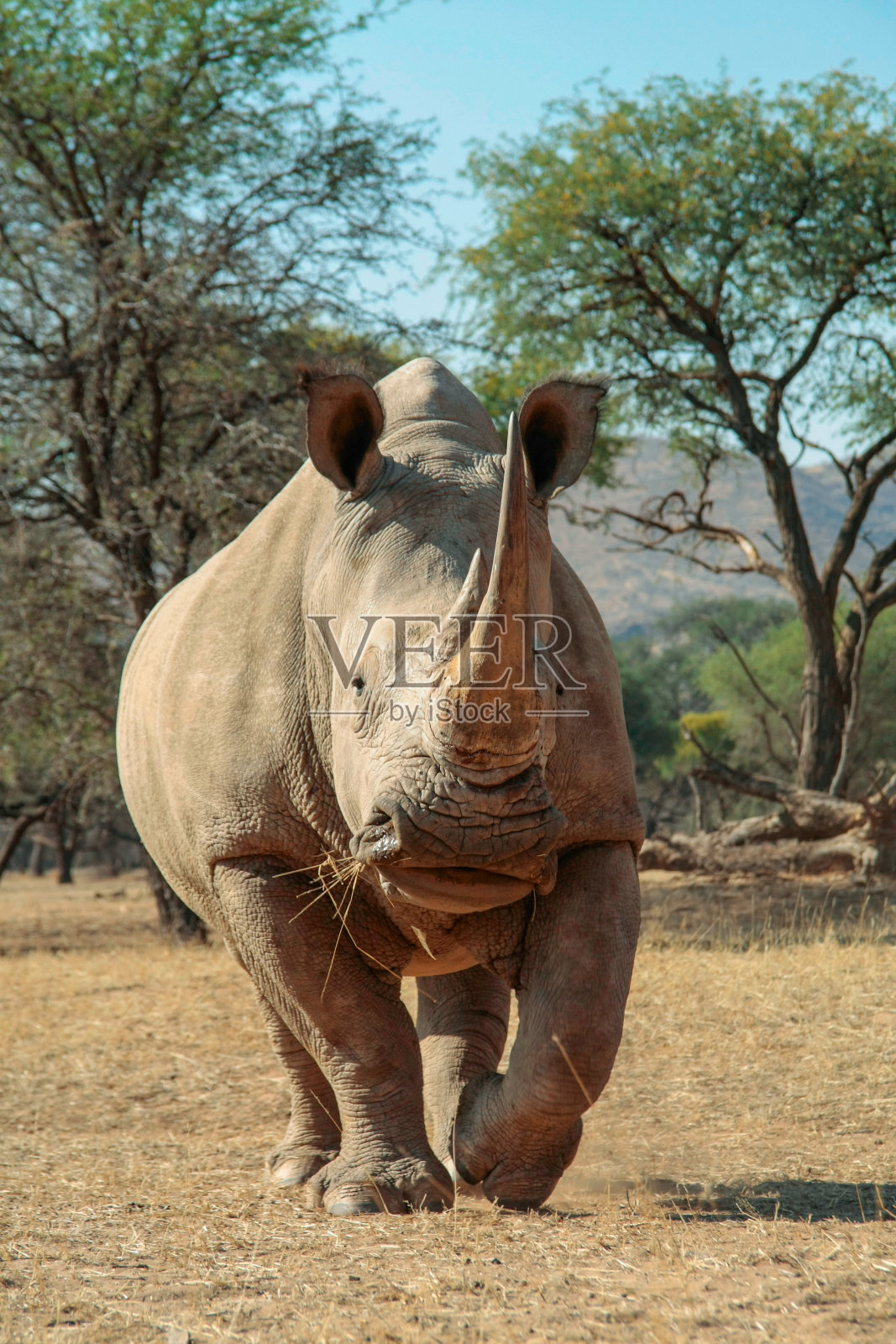 犀牛走照片摄影图片
