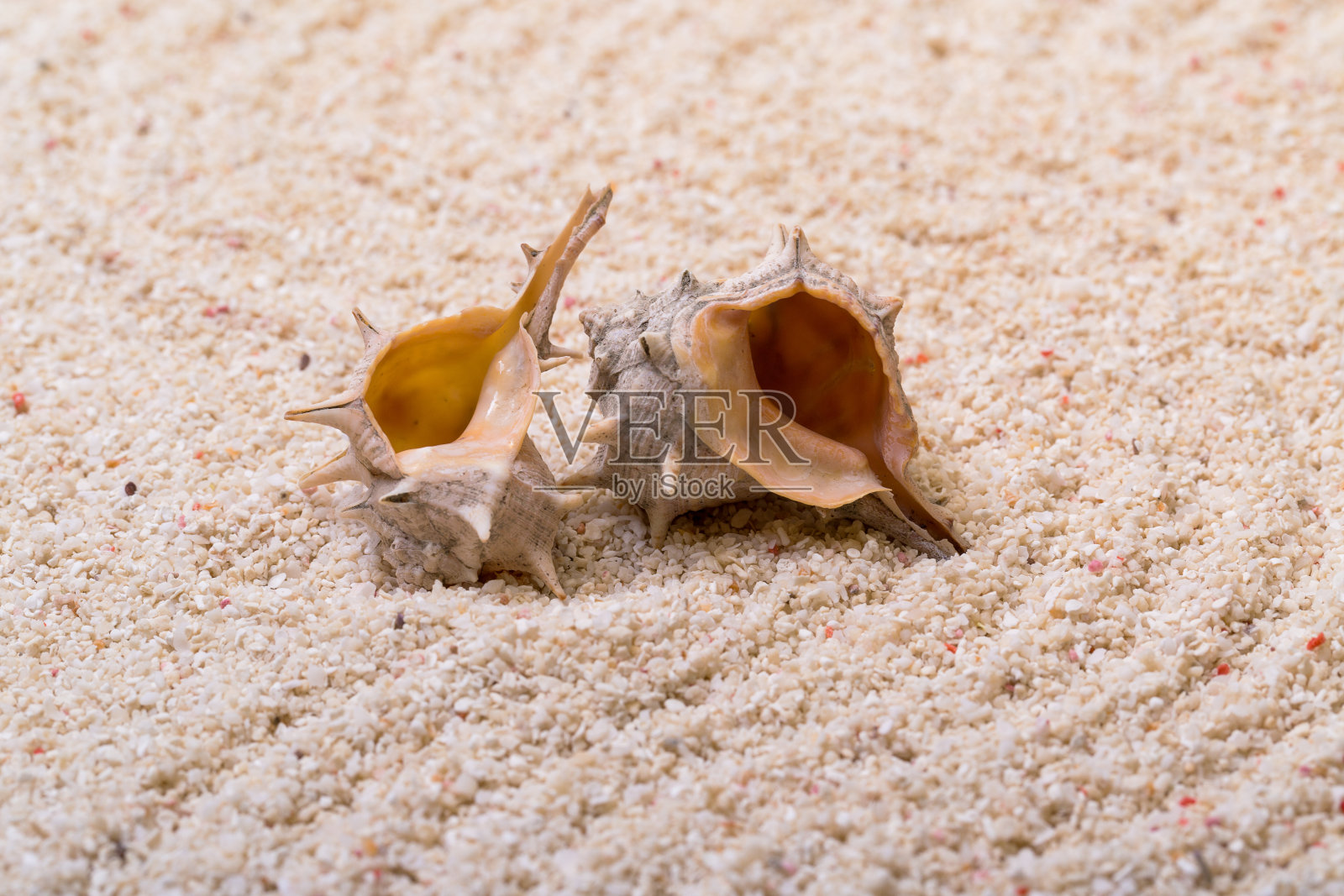 有珊瑚沙的贝壳照片摄影图片