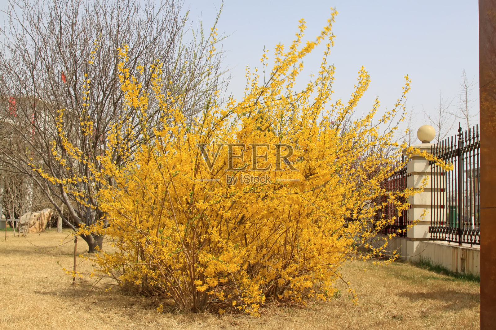 连翘花照片摄影图片