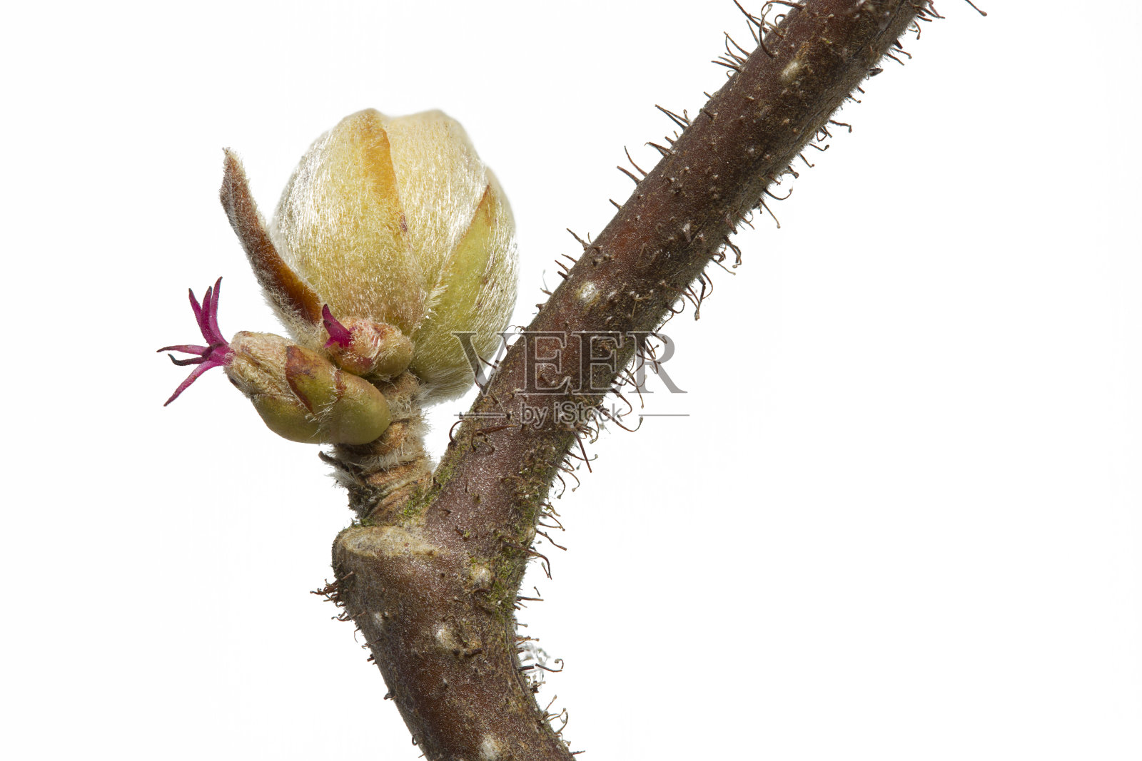 榛属植物的春季分枝照片摄影图片