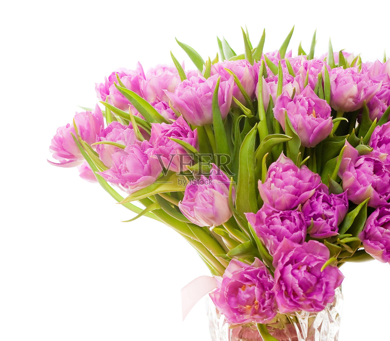 美丽的紫色郁金香照片摄影图片