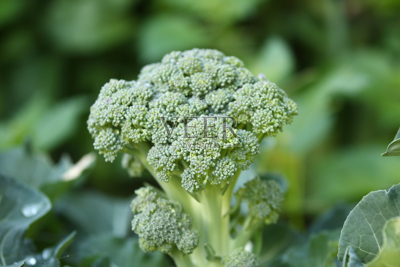 西兰花照片摄影图片