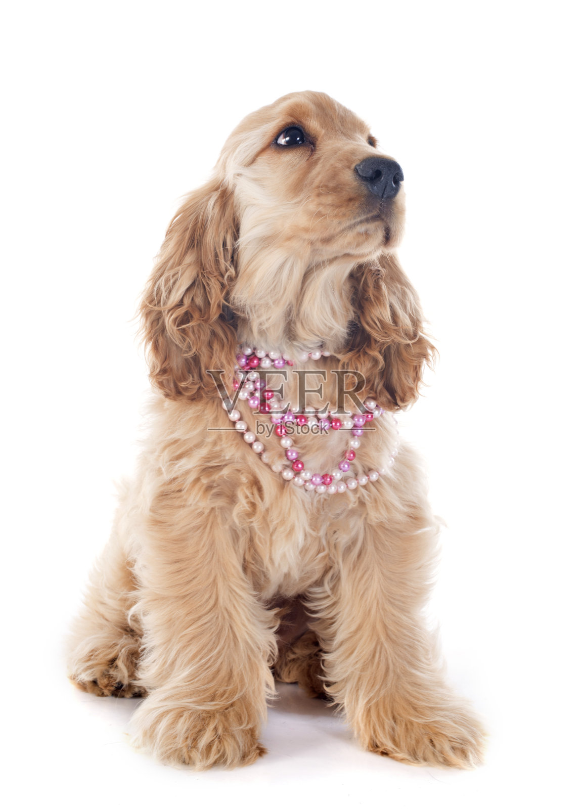 小狗可卡犬照片摄影图片