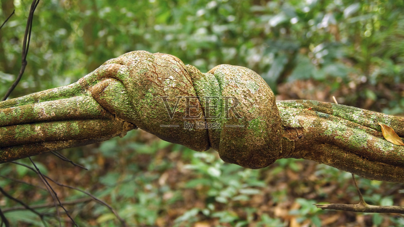 藤本植物蜿蜒穿过雨林。照片摄影图片