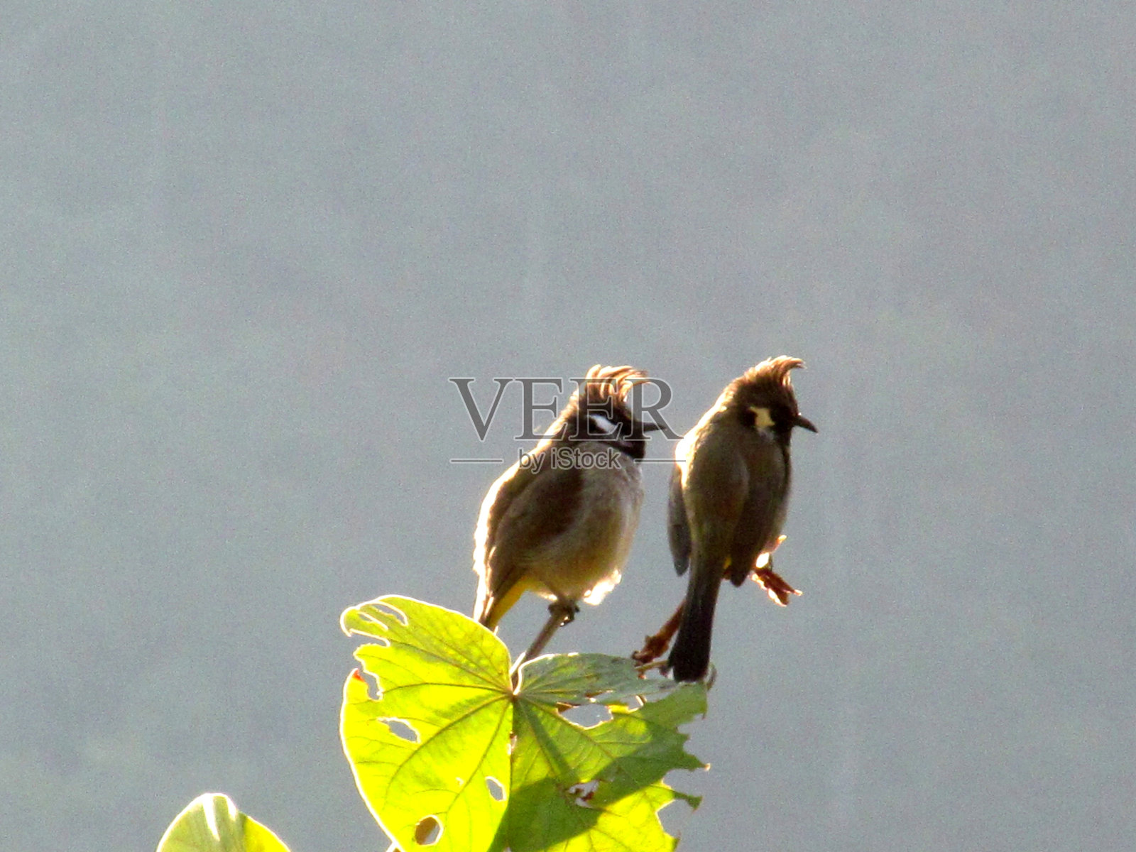 喜马拉雅鹎照片摄影图片