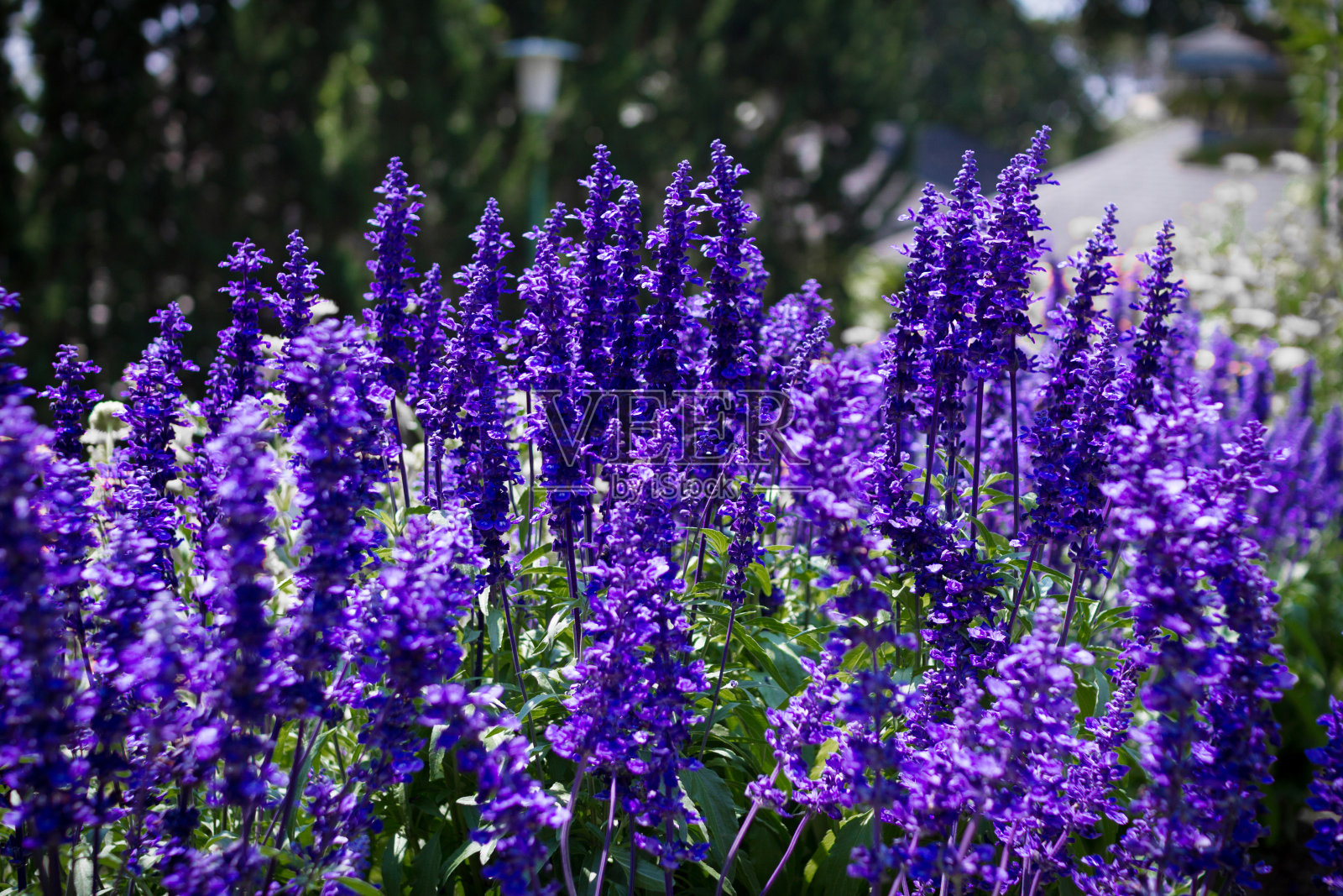 薰衣草花照片摄影图片