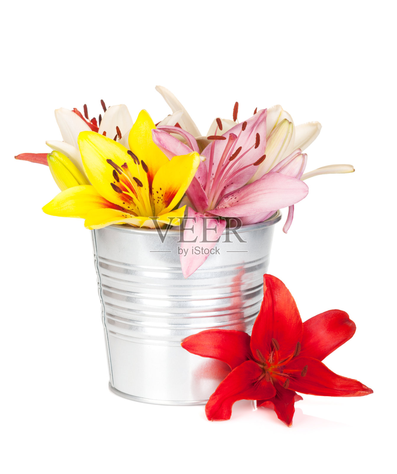 五彩缤纷的百合花照片摄影图片