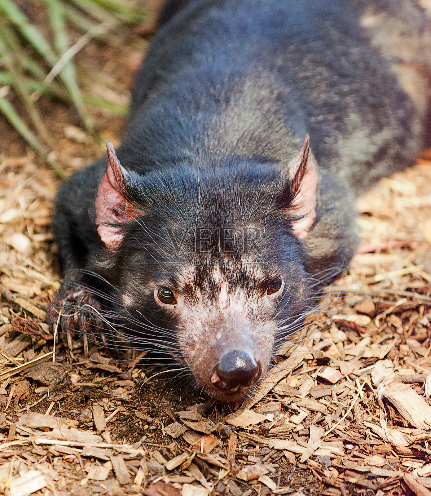 塔斯马尼亚魔鬼照片摄影图片