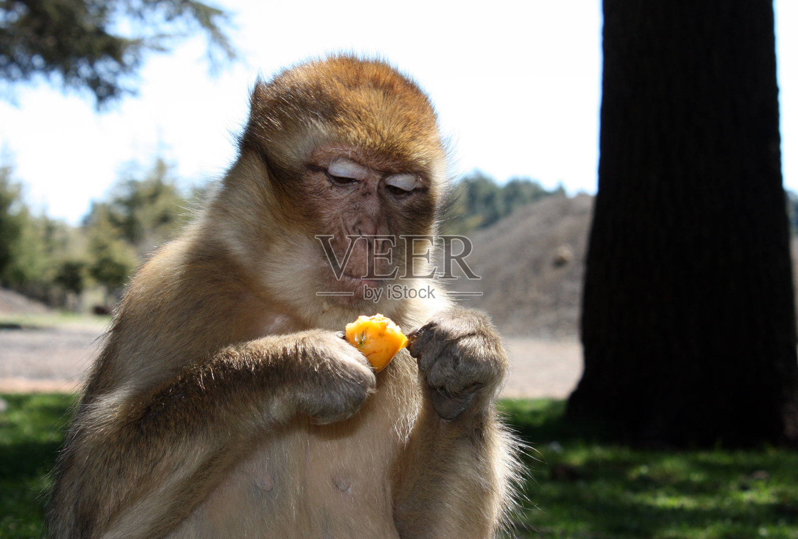 巴巴利猕猴照片摄影图片