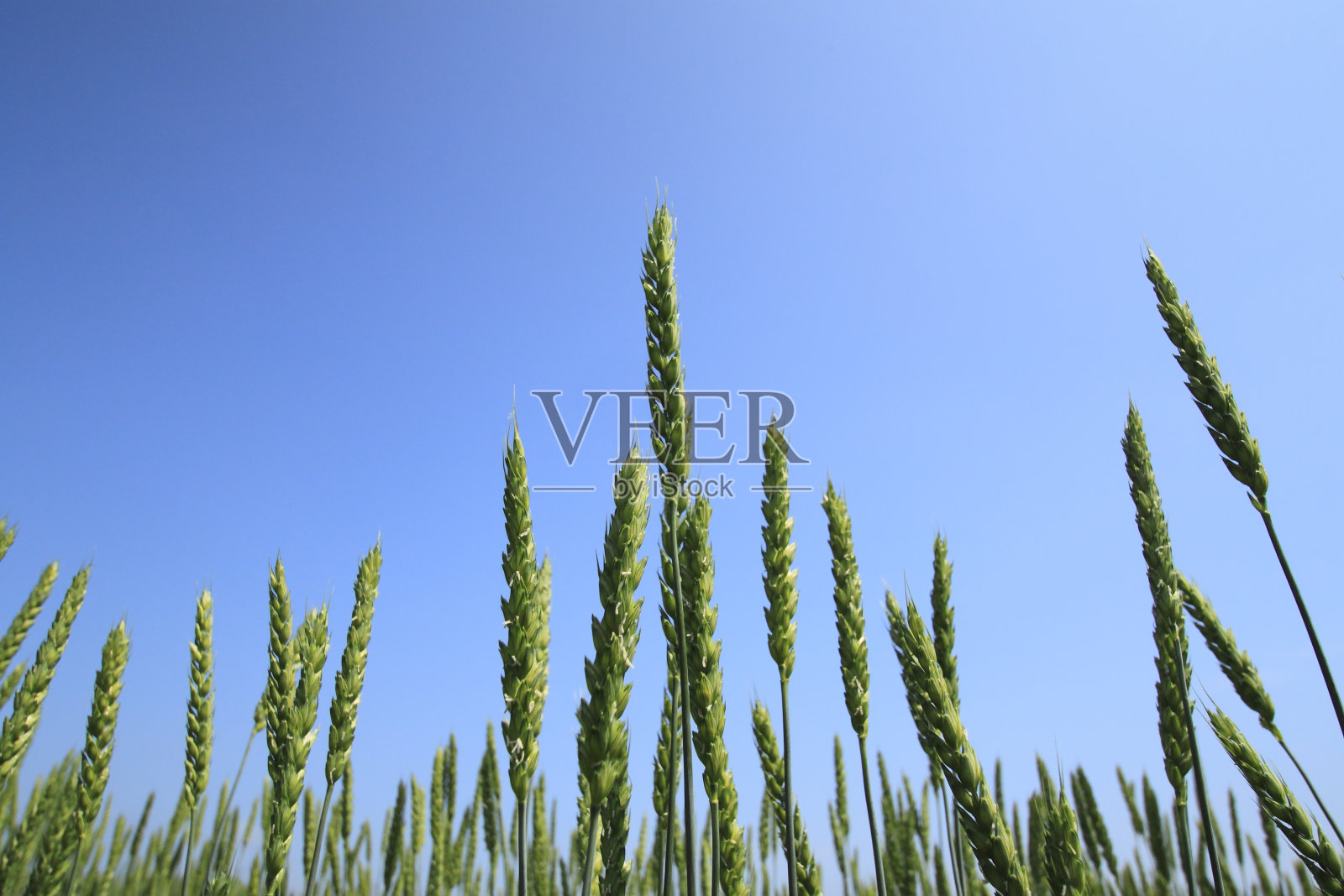 麦田与蓝天照片摄影图片