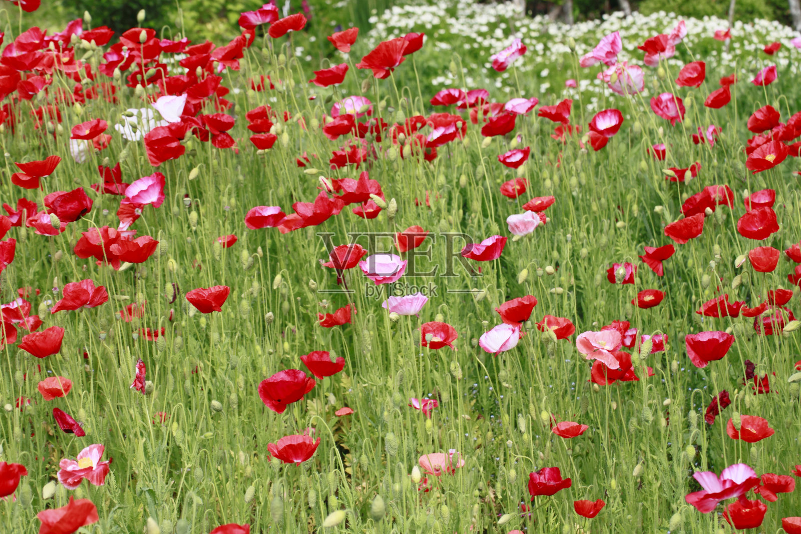 红色虞美人照片摄影图片