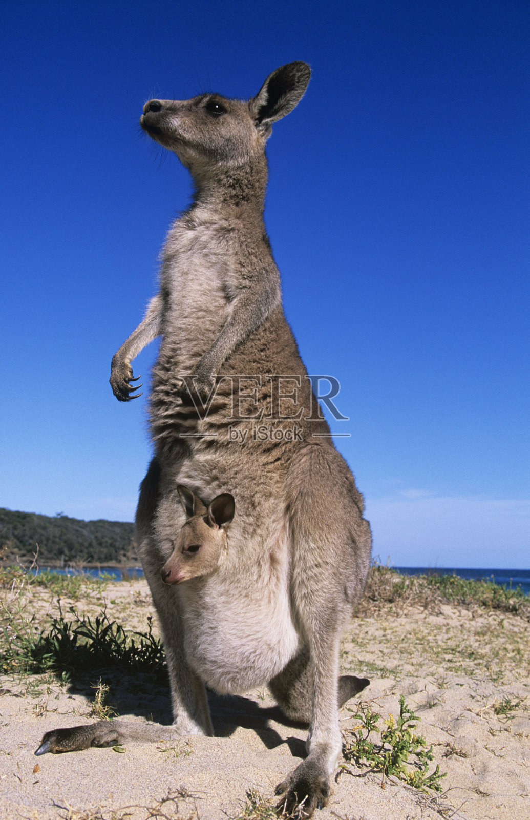袋鼠照片摄影图片
