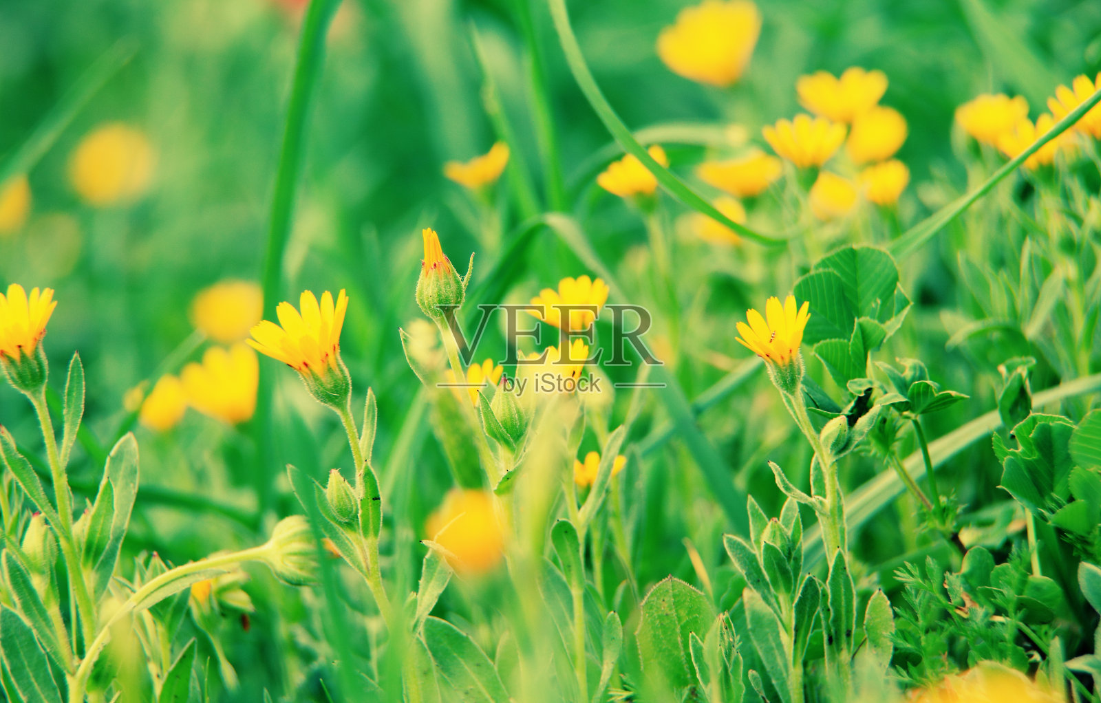 美丽的春天开花照片摄影图片