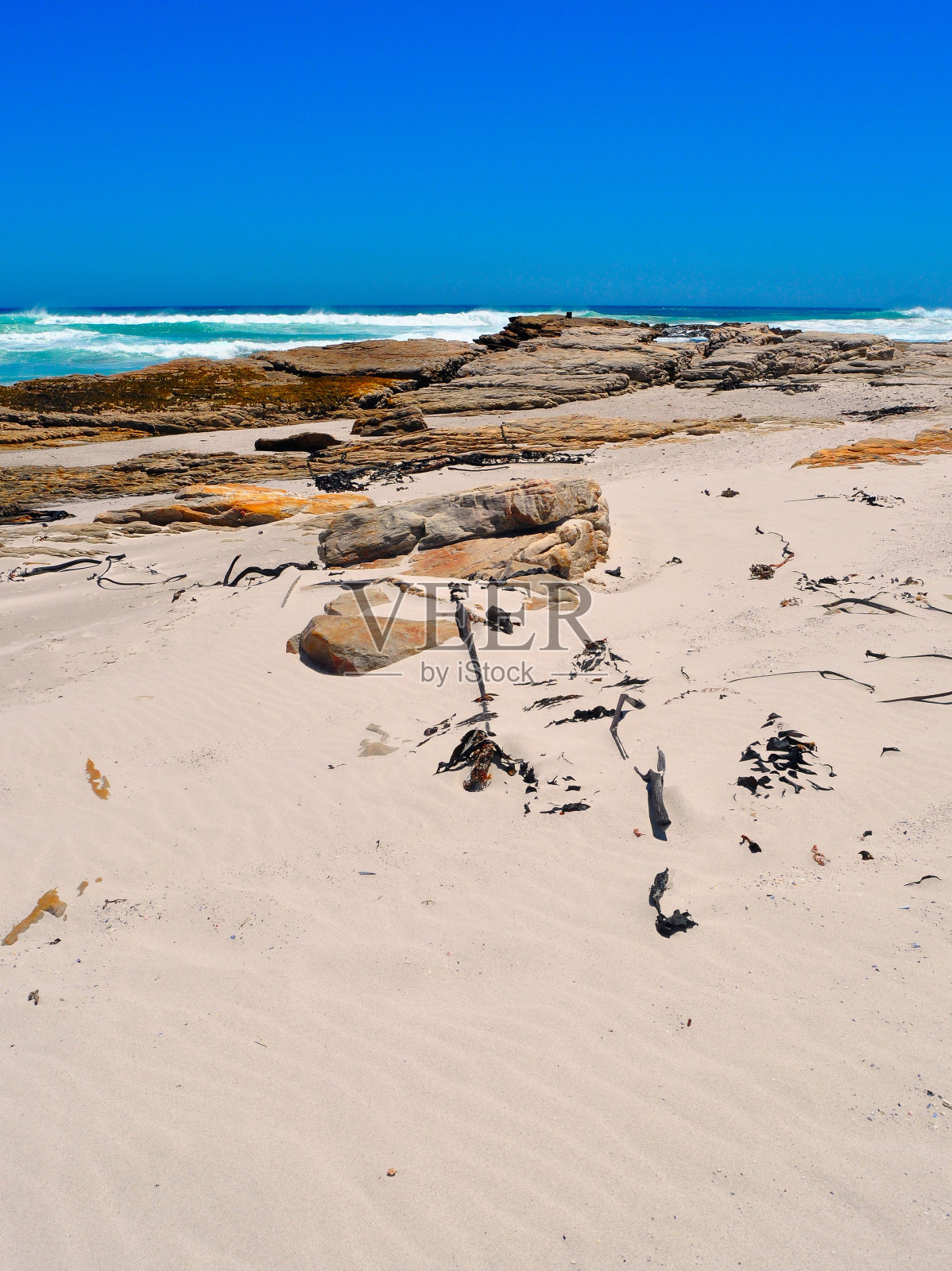 野生岩石海滩和海带照片摄影图片