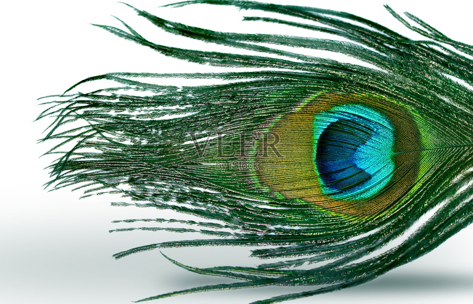 孔雀羽毛照片摄影图片