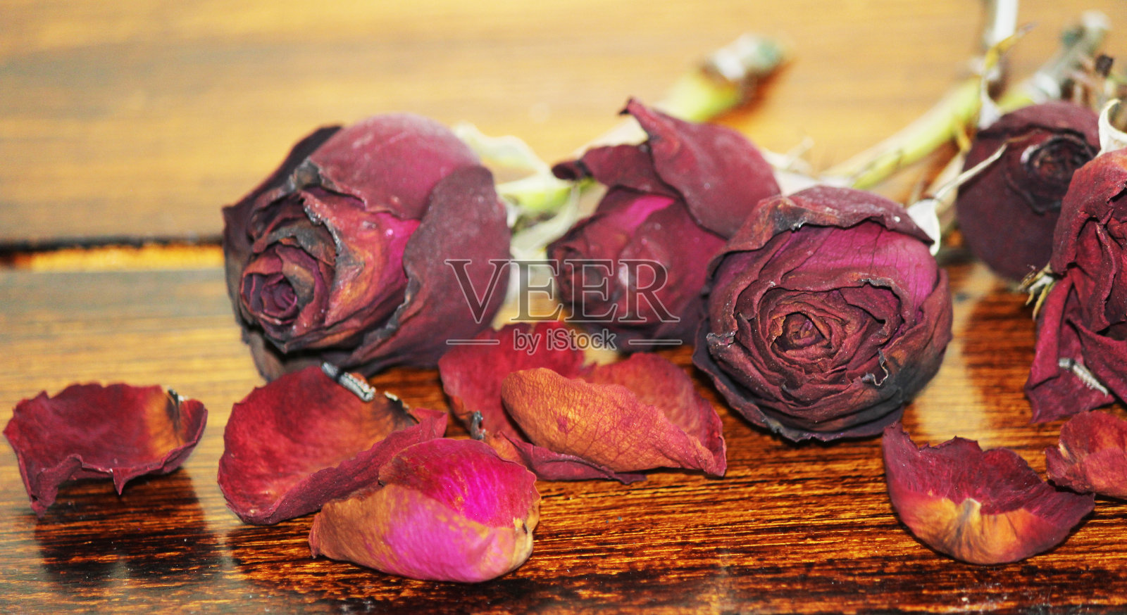 死去的玫瑰照片摄影图片