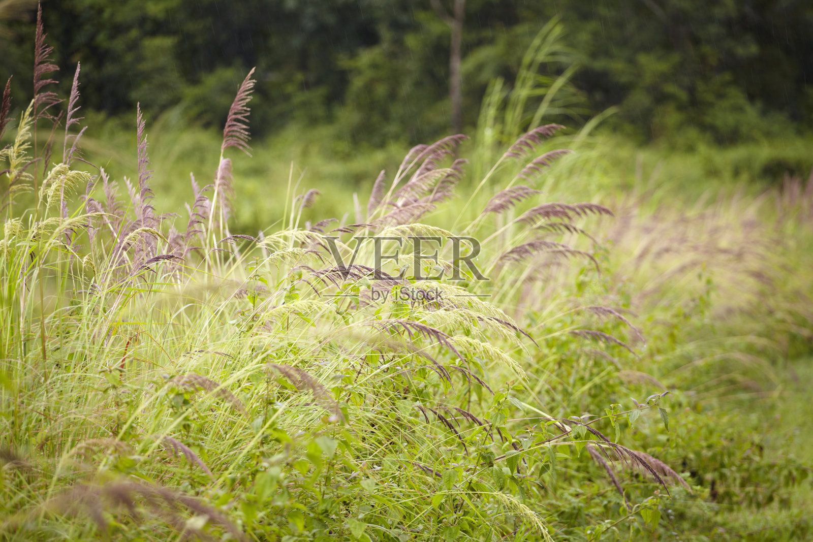 草照片摄影图片