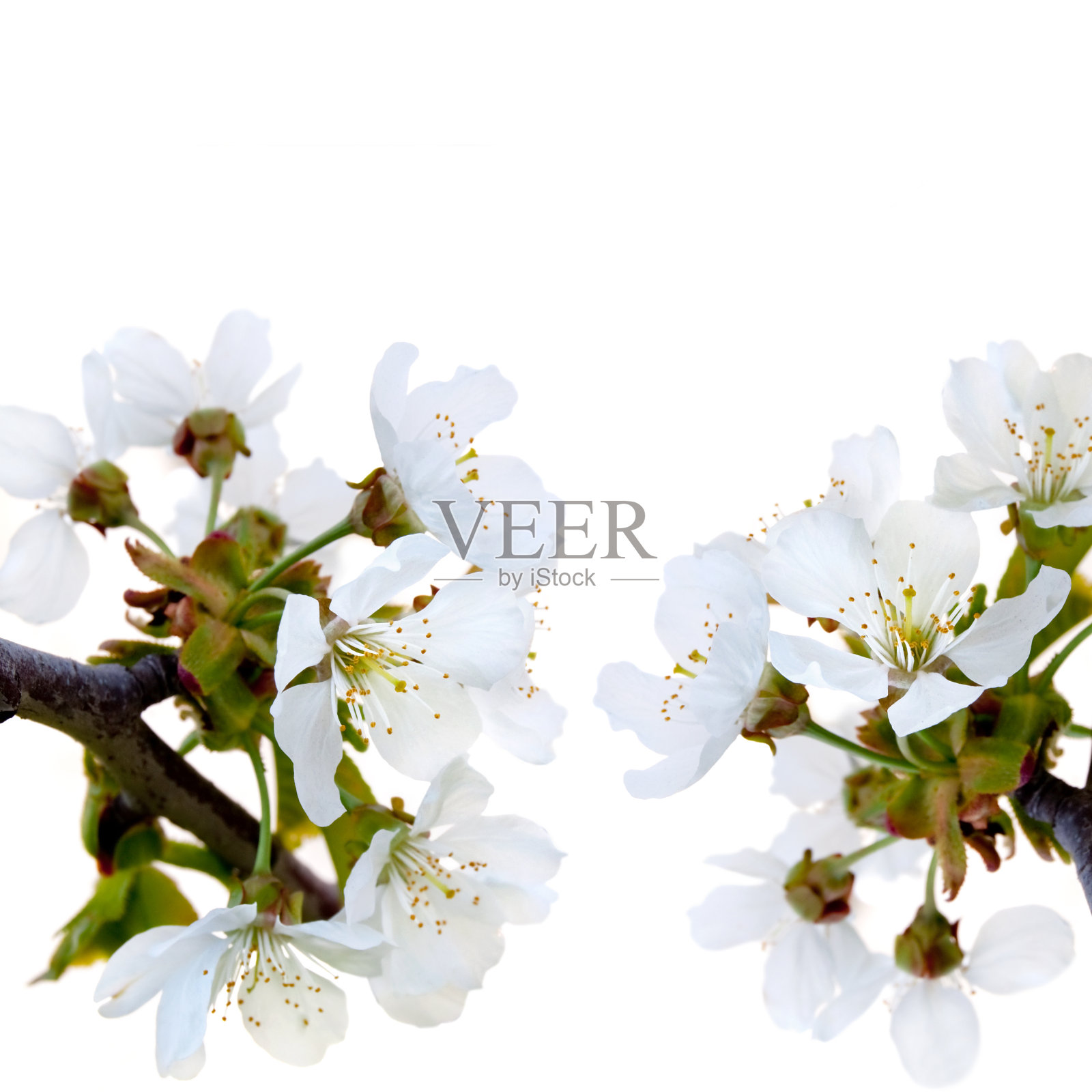 蓝色背景上的樱花照片摄影图片