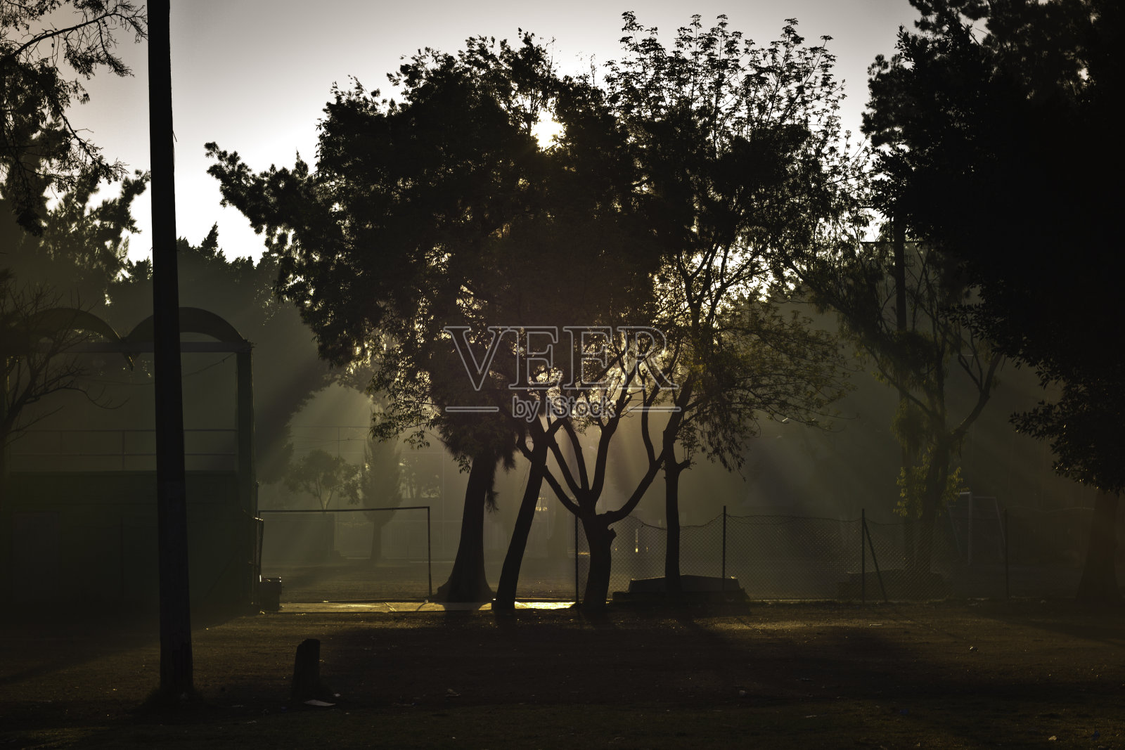 早上在公园的树后面照片摄影图片