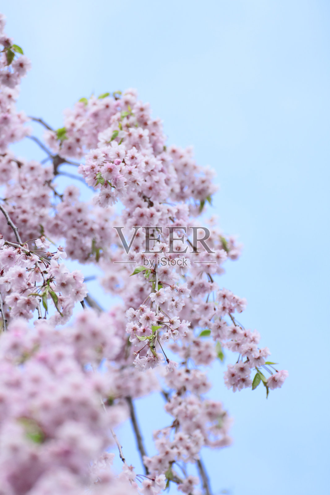 樱花盛开照片摄影图片