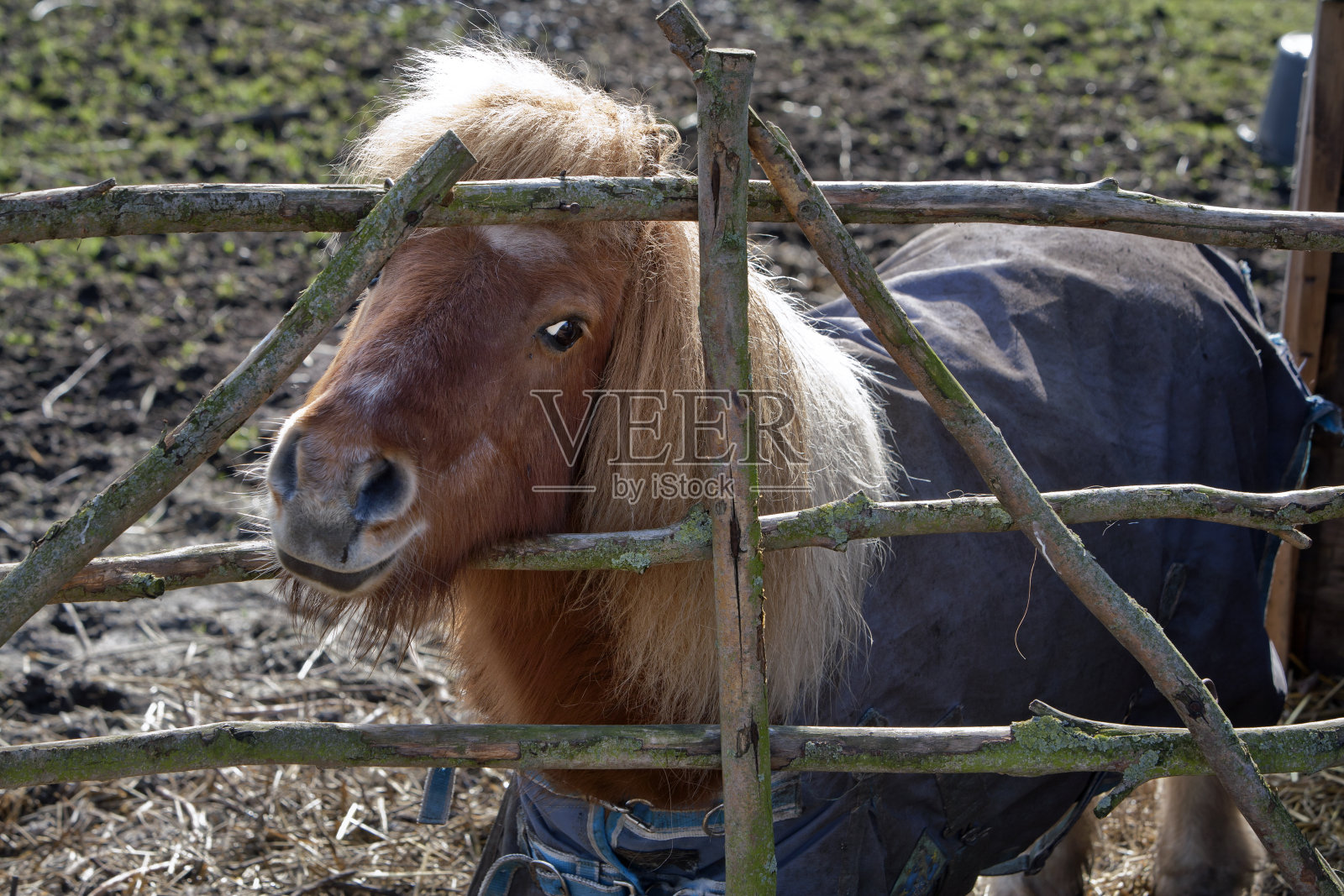 小马驹照片摄影图片