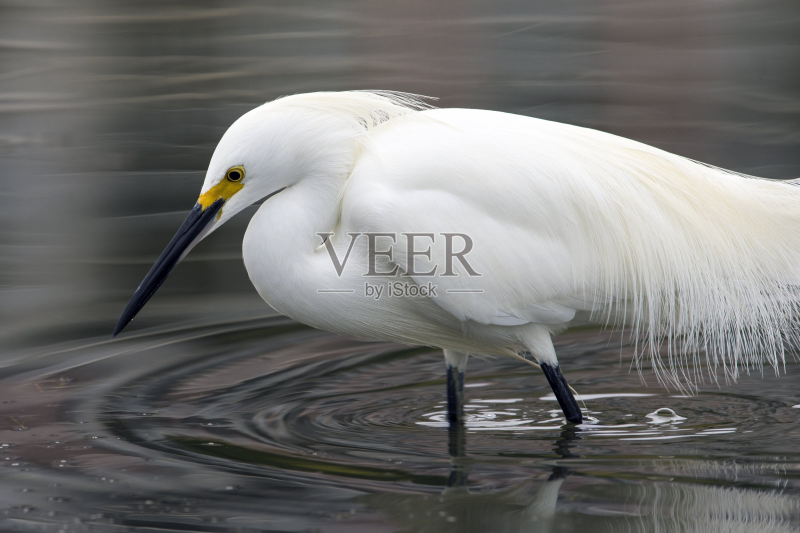 流动的白鹭照片摄影图片
