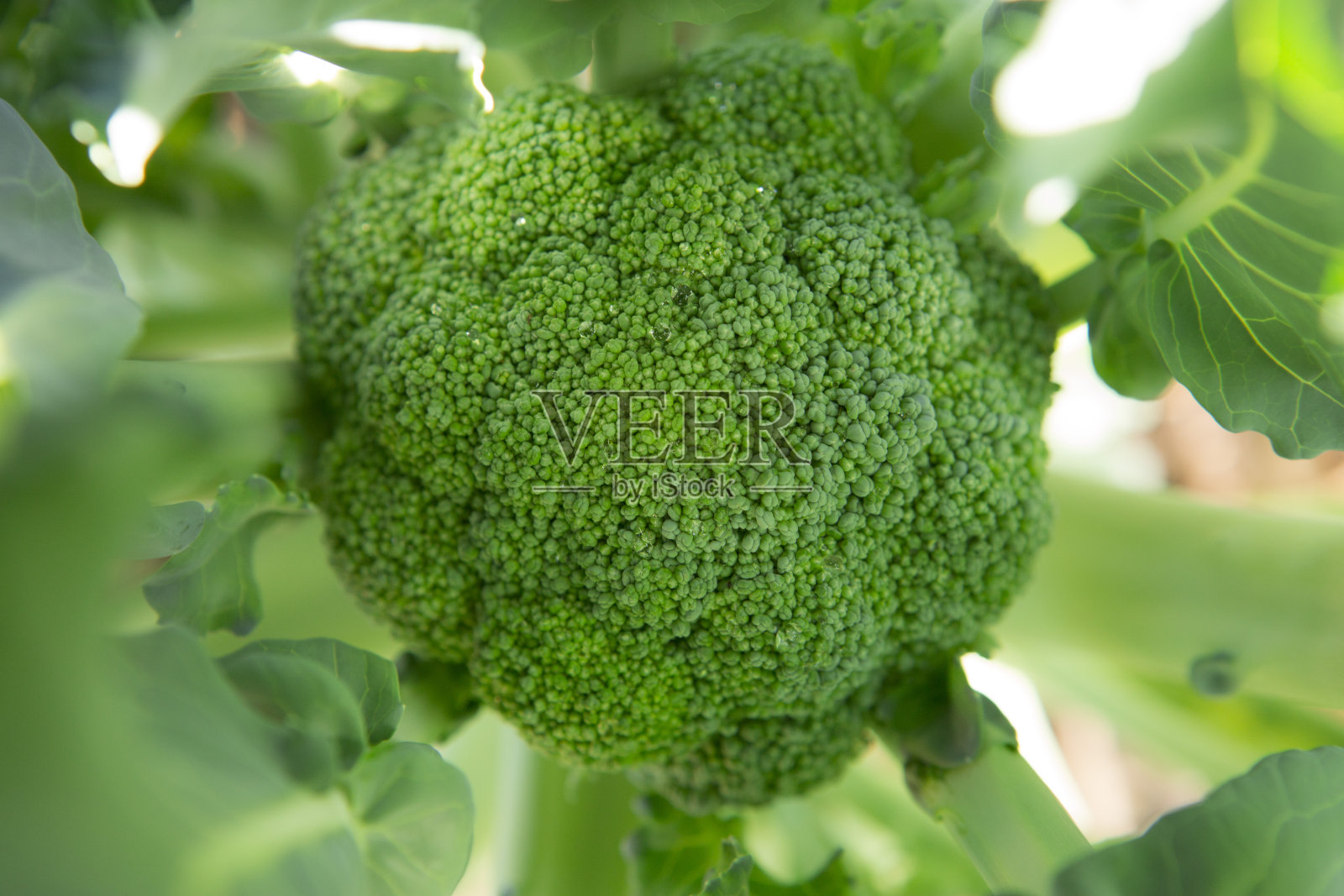 西兰花皇冠照片摄影图片