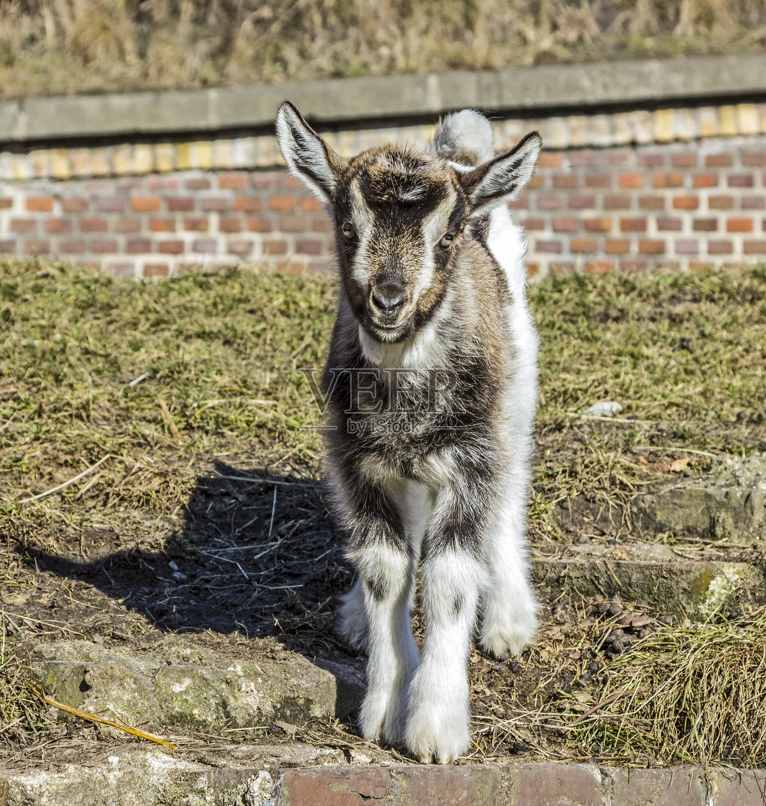 小山羊站在谷仓前。照片摄影图片