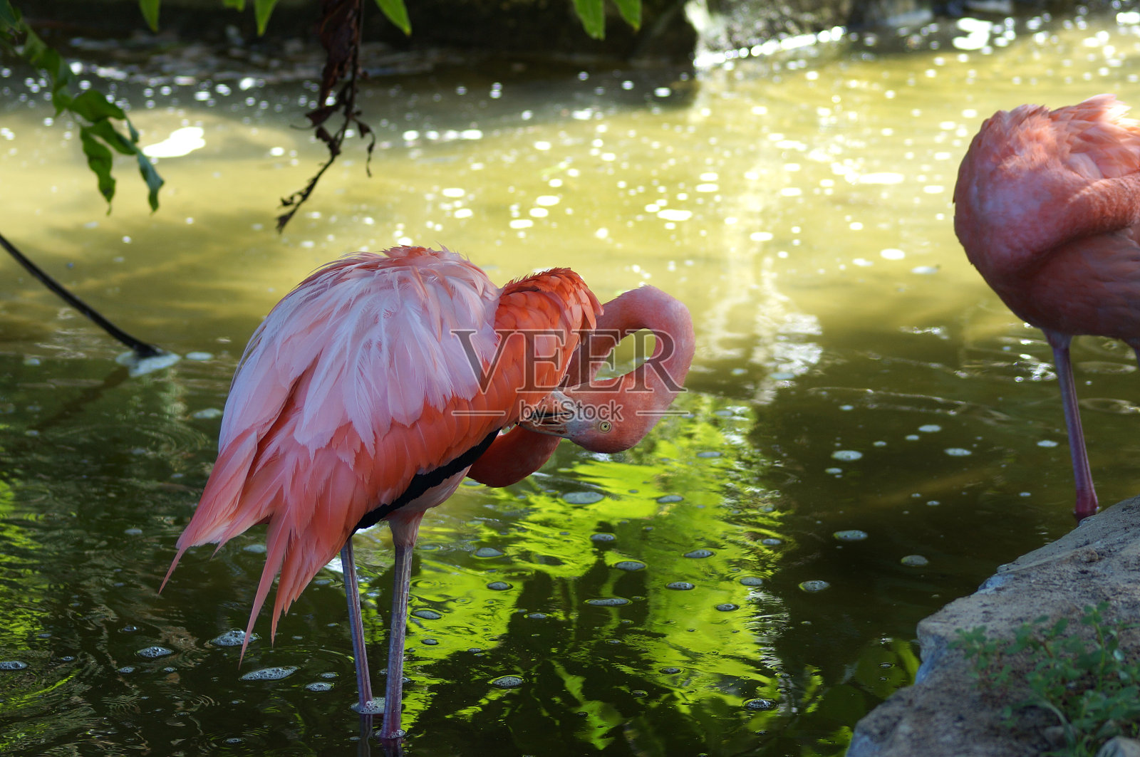 粉红色的火烈鸟，沼泽背景照片摄影图片