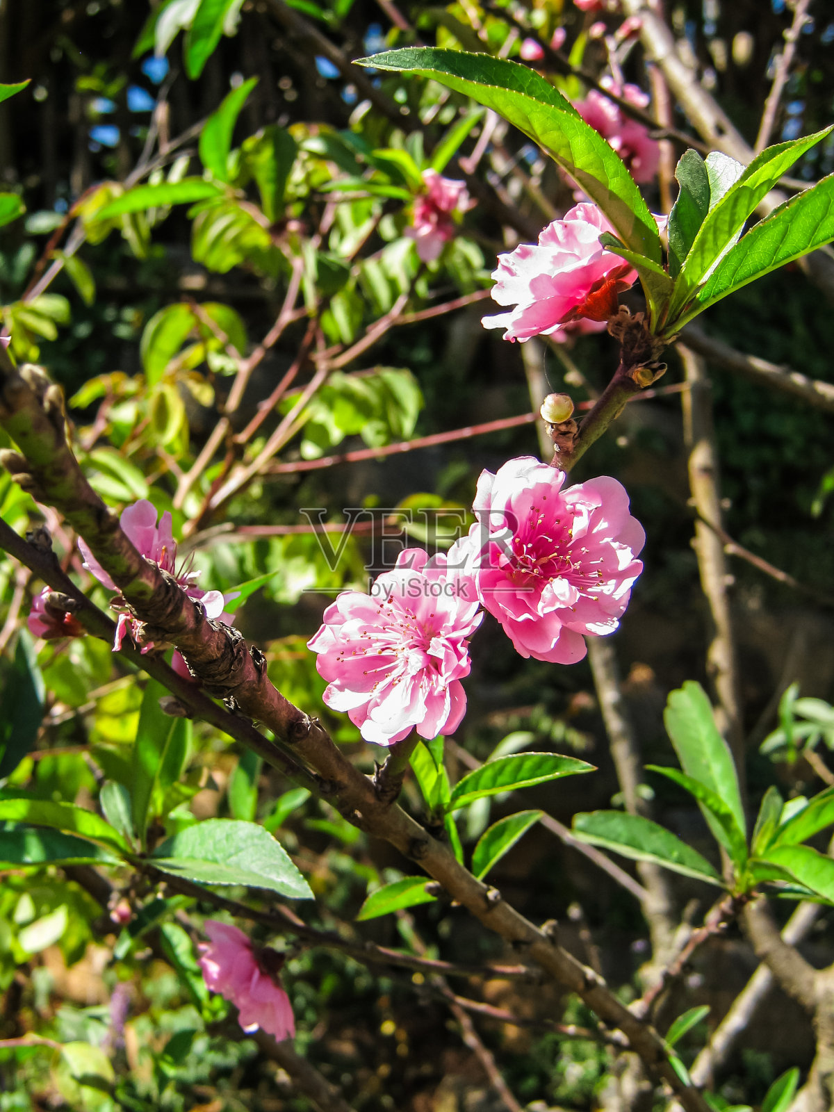 桃花粉红，桃李桃红照片摄影图片