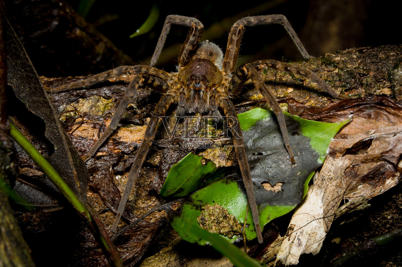 狼蛛，晚上的蜘蛛照片摄影图片