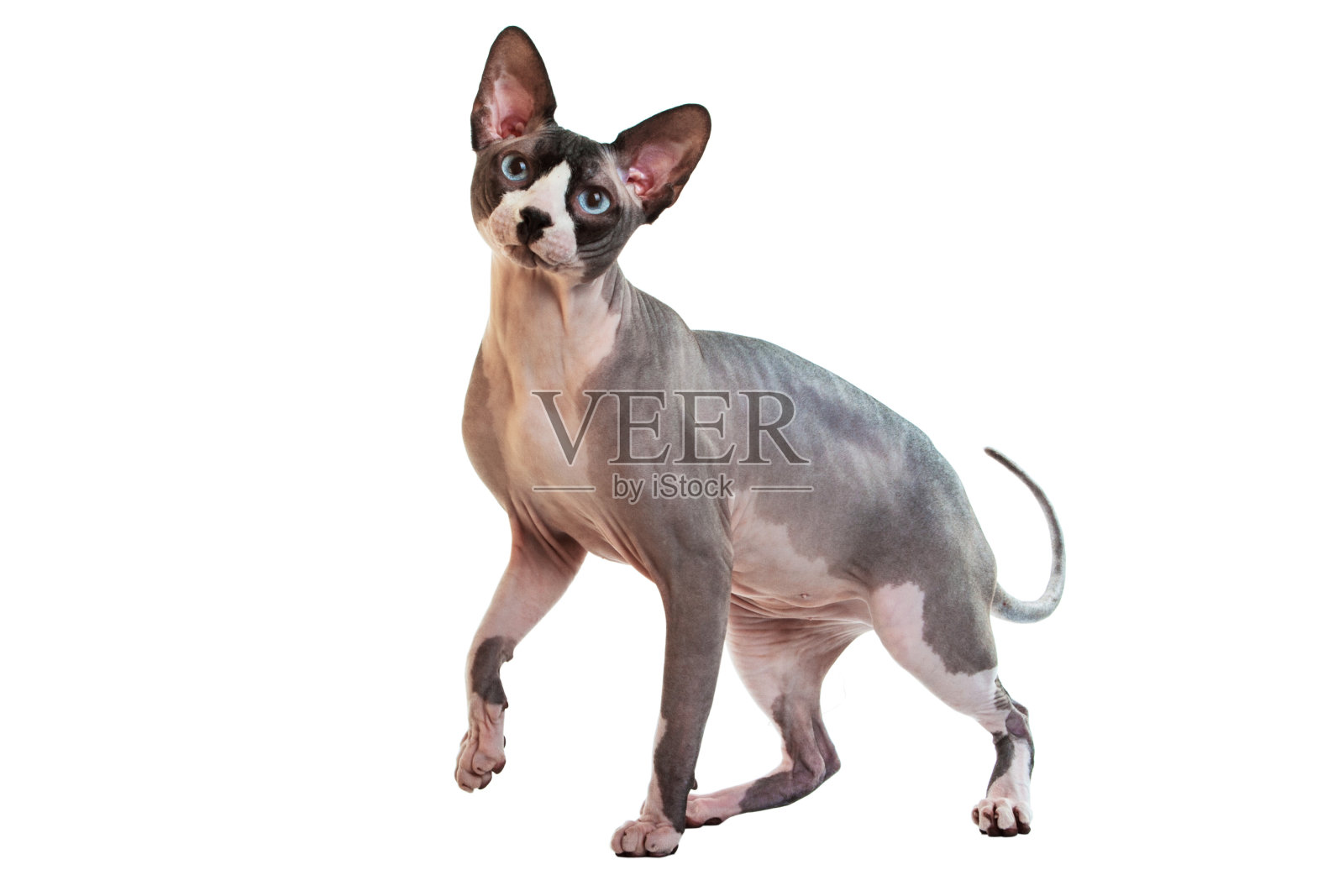 Sphynx无毛猫照片摄影图片