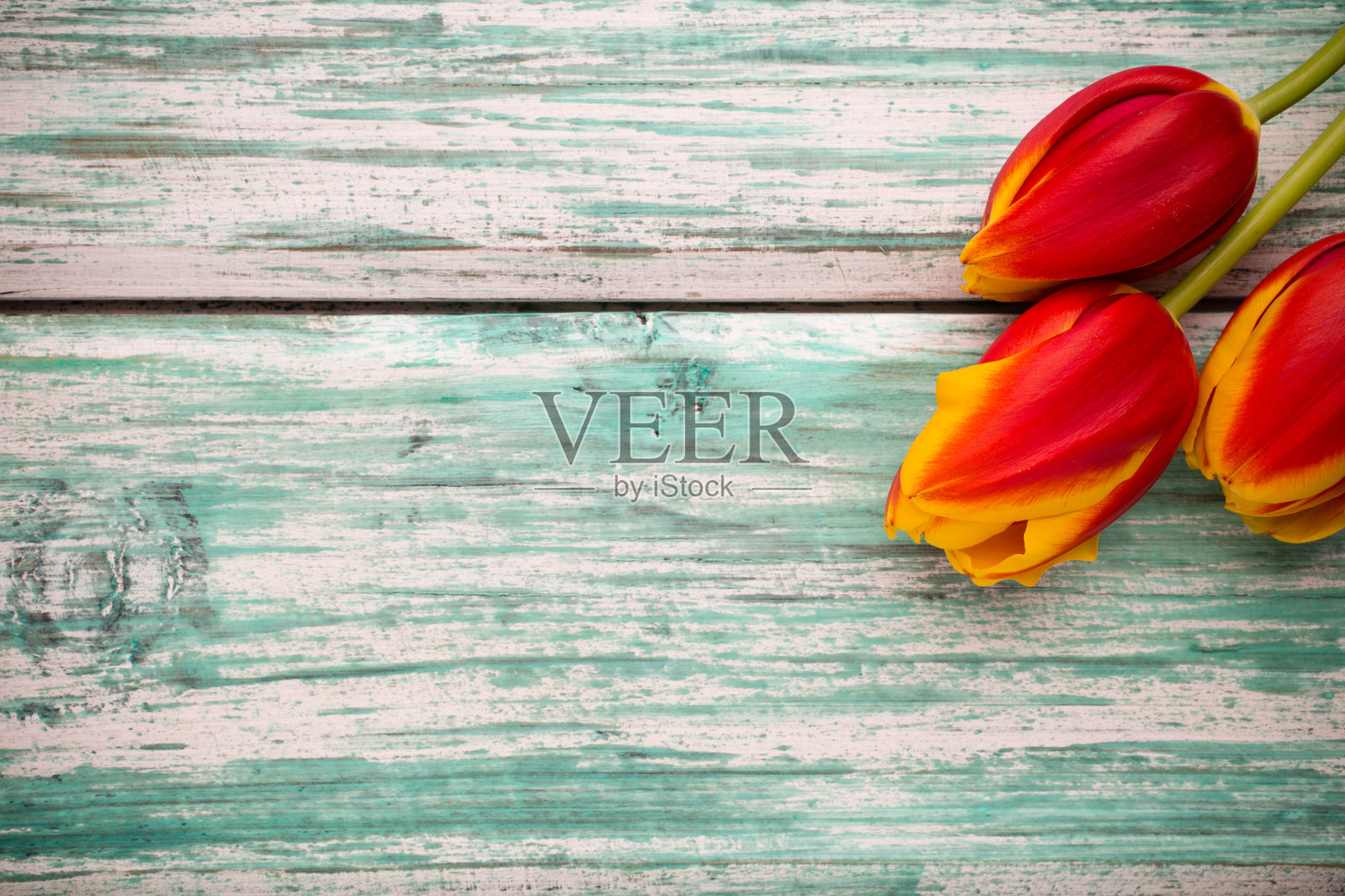 郁金香。照片摄影图片