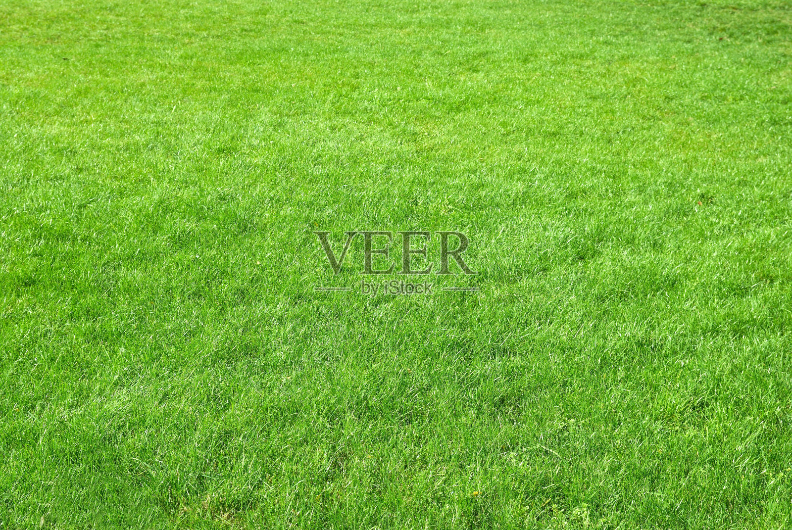 草质地照片摄影图片