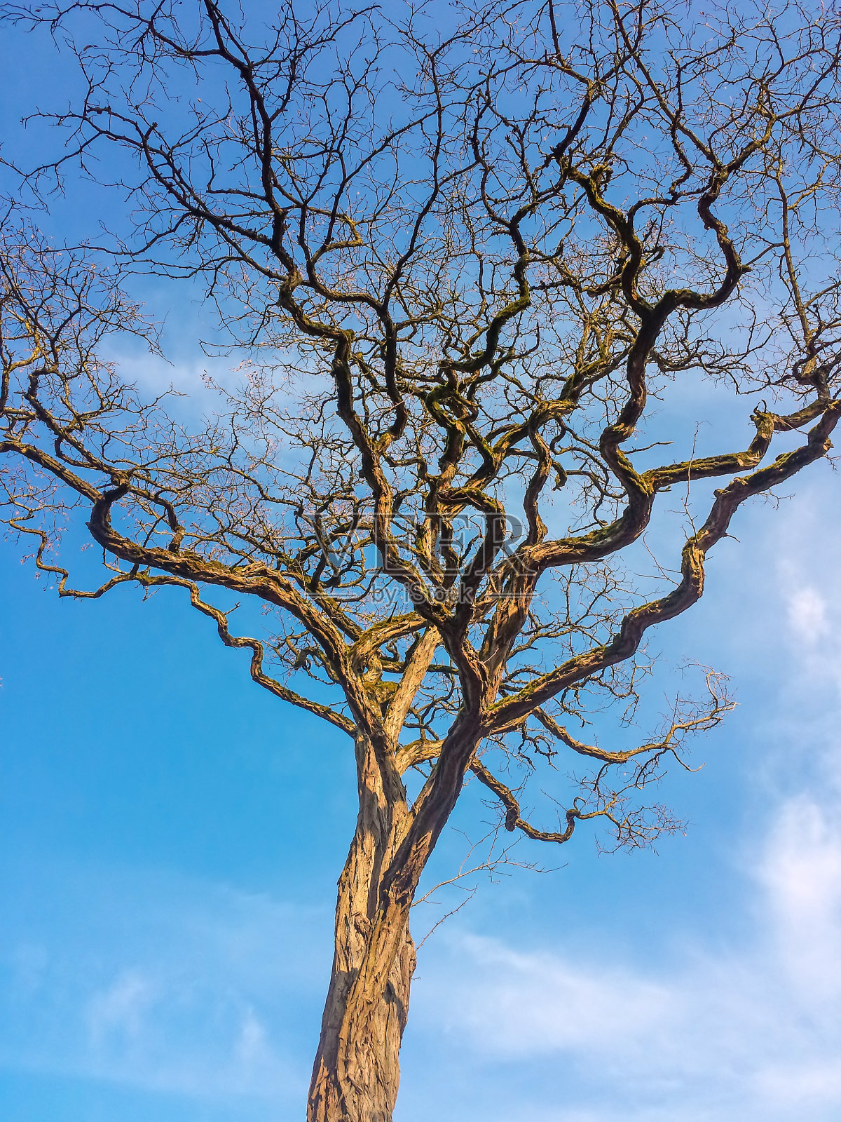 树照片摄影图片