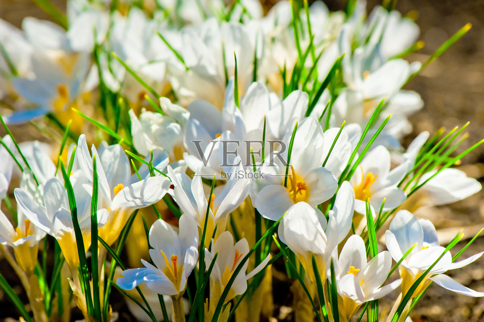 阳光下美丽的白色番红花照片摄影图片