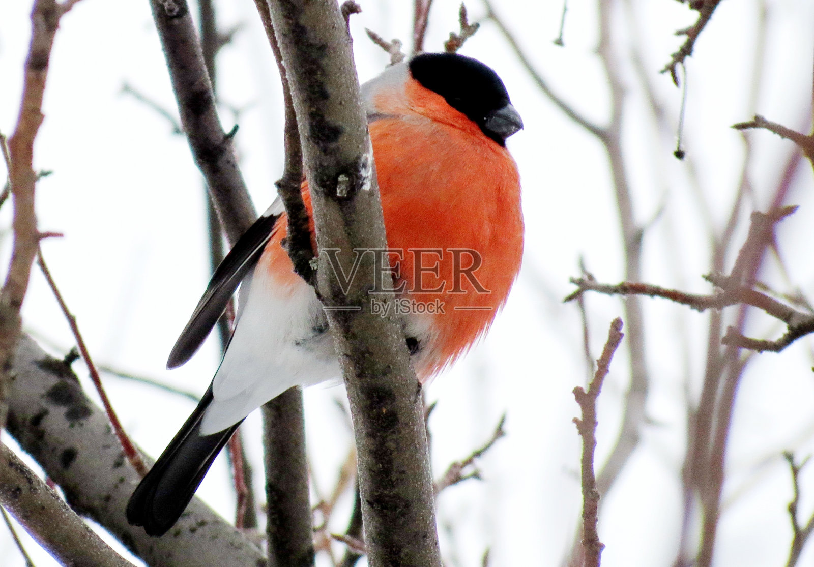 花园里的红腹灰雀照片摄影图片