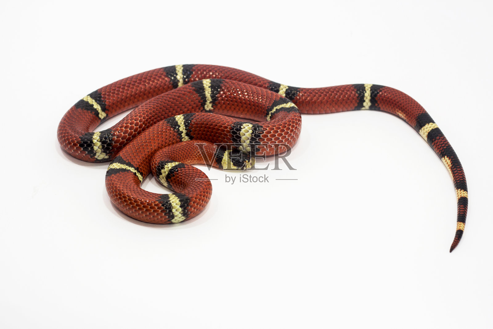 乳蛇(Lampropeltis Triangulum Campbelli)照片摄影图片