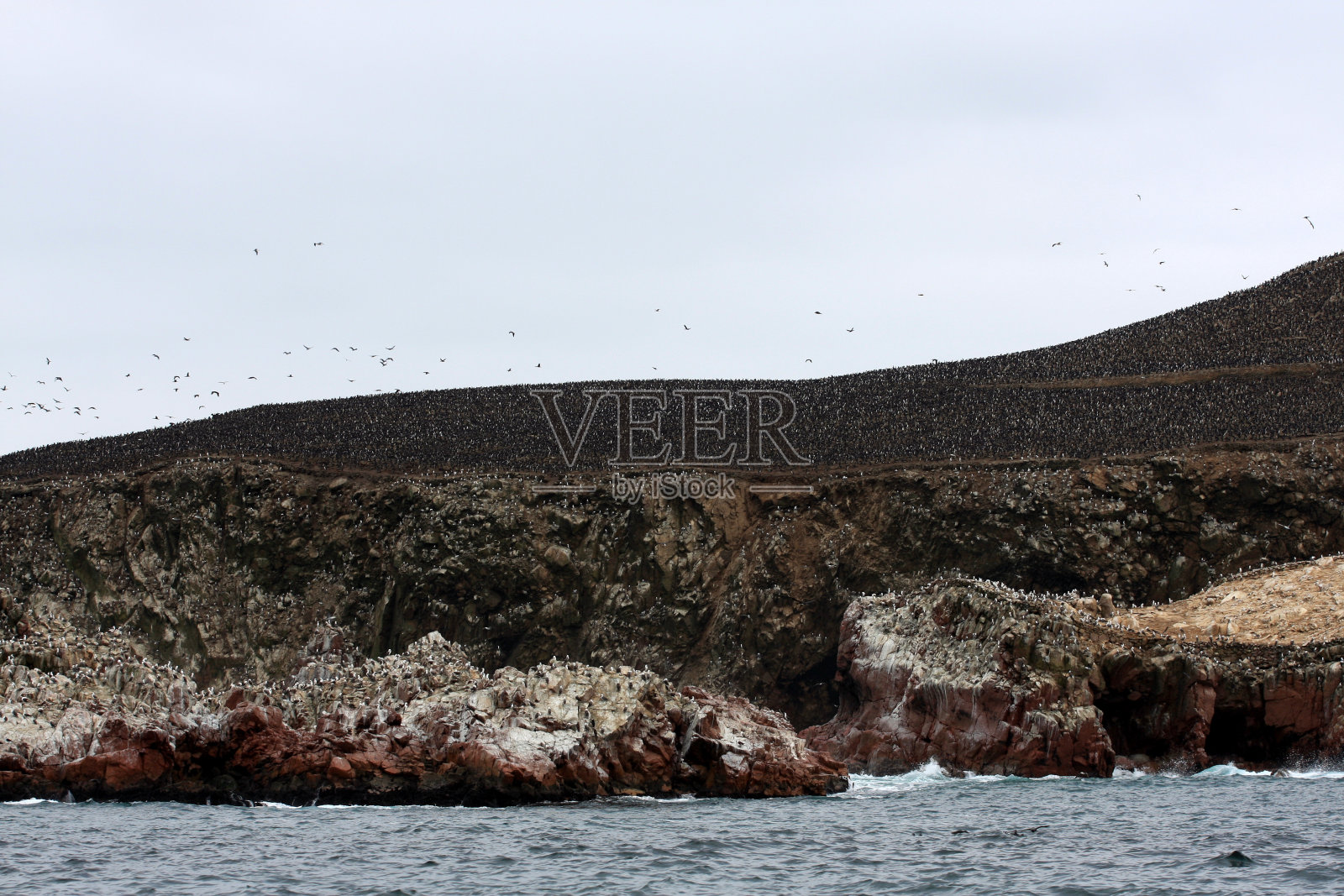秘鲁帕拉卡斯国家公园巴列斯塔斯岛上的鸟类照片摄影图片