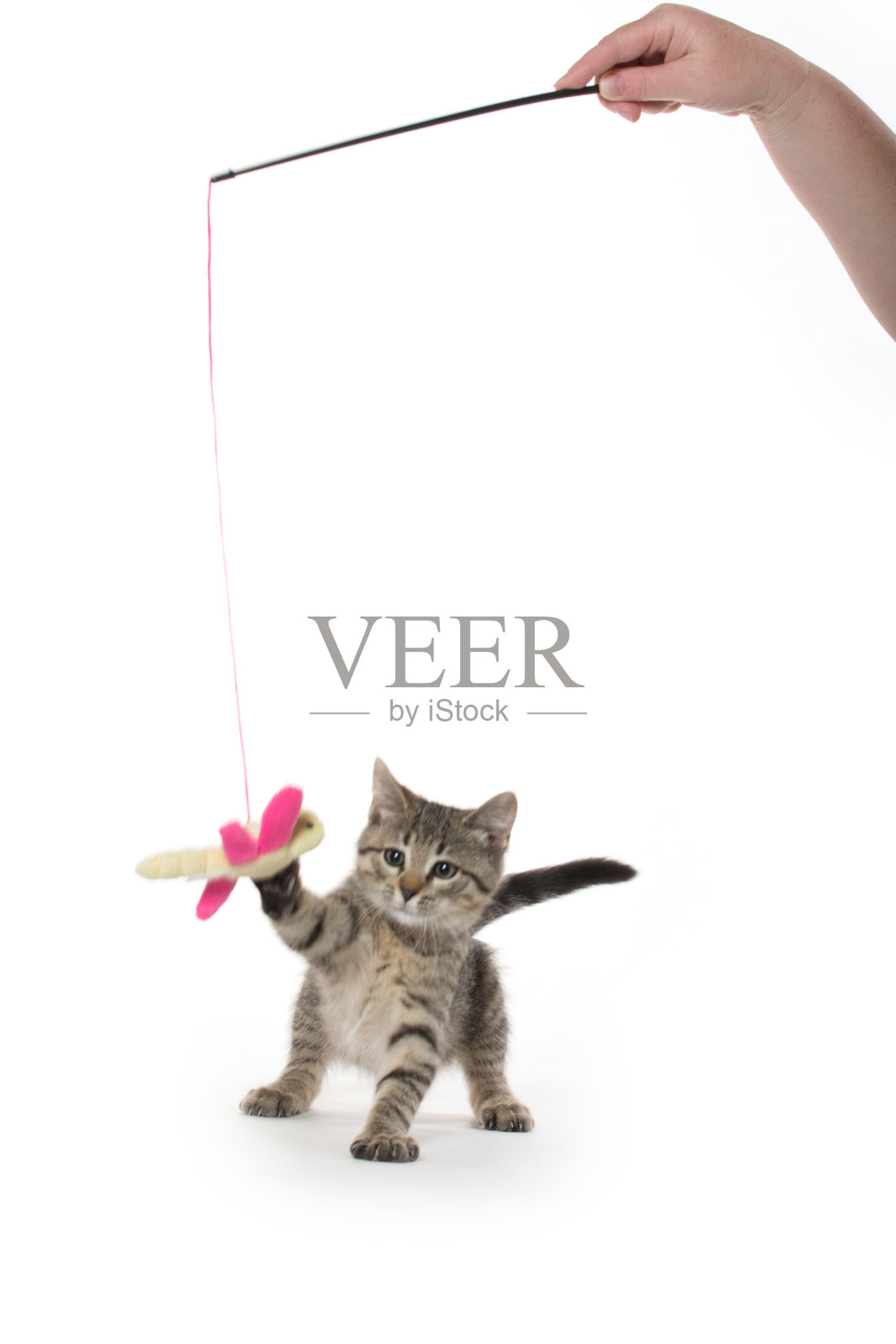 可爱的虎斑小猫照片摄影图片